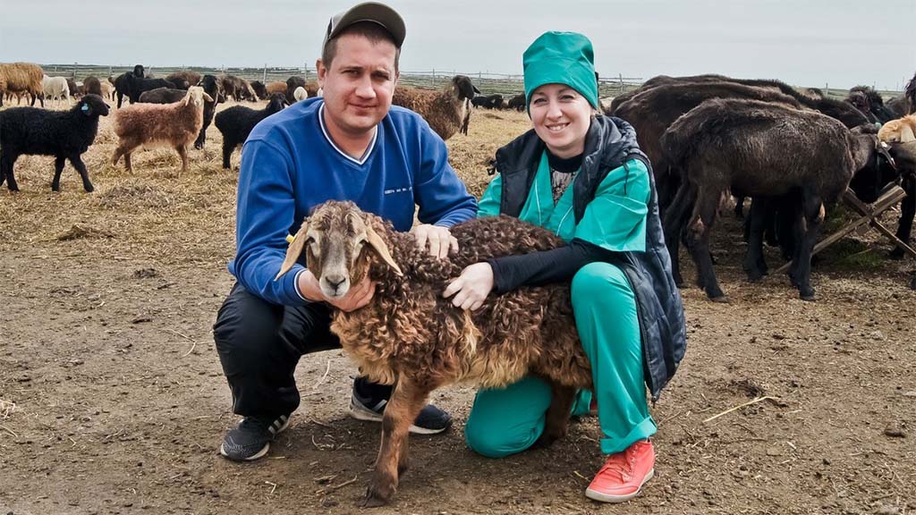 В АПК «Горловский» планируют увеличить стадо овец в 4 раза