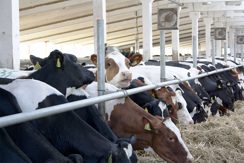 В 2015 году впервые в истории Рязанской области от одной из коров надоили больше 15 тысяч литров молока