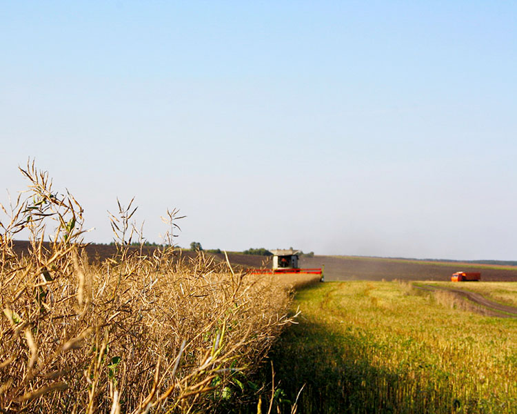 Сев озимых и уборка масличных культур в Рязанской области приближается к экватору
