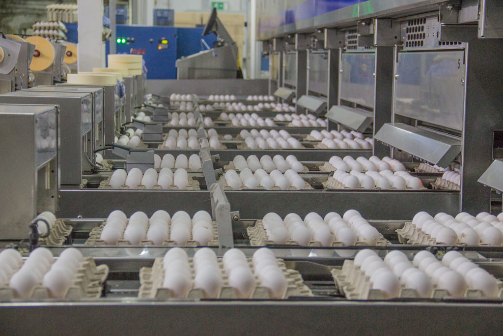 В Рязанской области произведено 890 миллионов куриных яиц