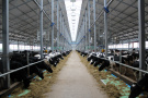 Молочное животноводство Рязанской области в 2021 году продолжает уверенный рост