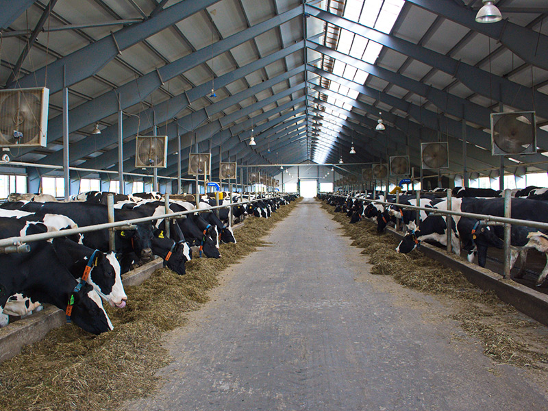 За 9 месяцев 2018 года в сельхозпредприятиях Рязанской области произведено более 283 тысяч тонн молока