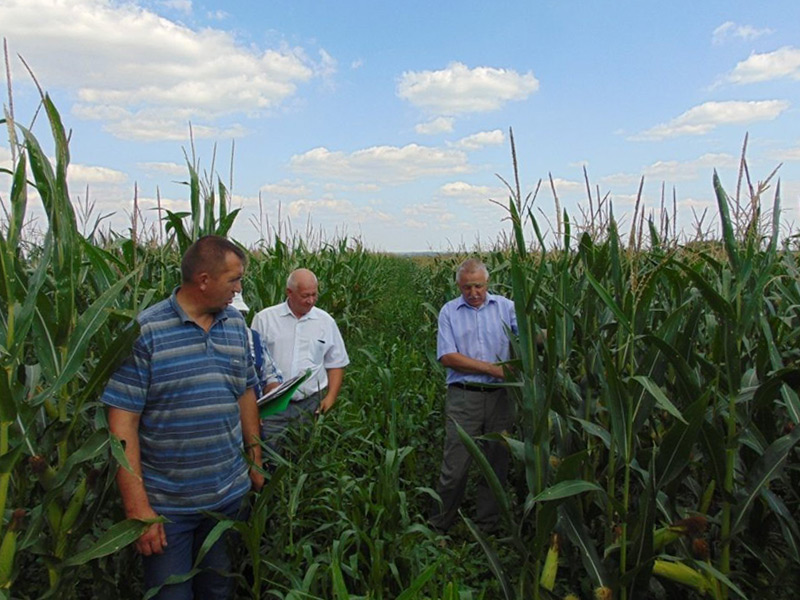 Сортоиспытатели Рязанской области заботятся об отечественном семеноводстве