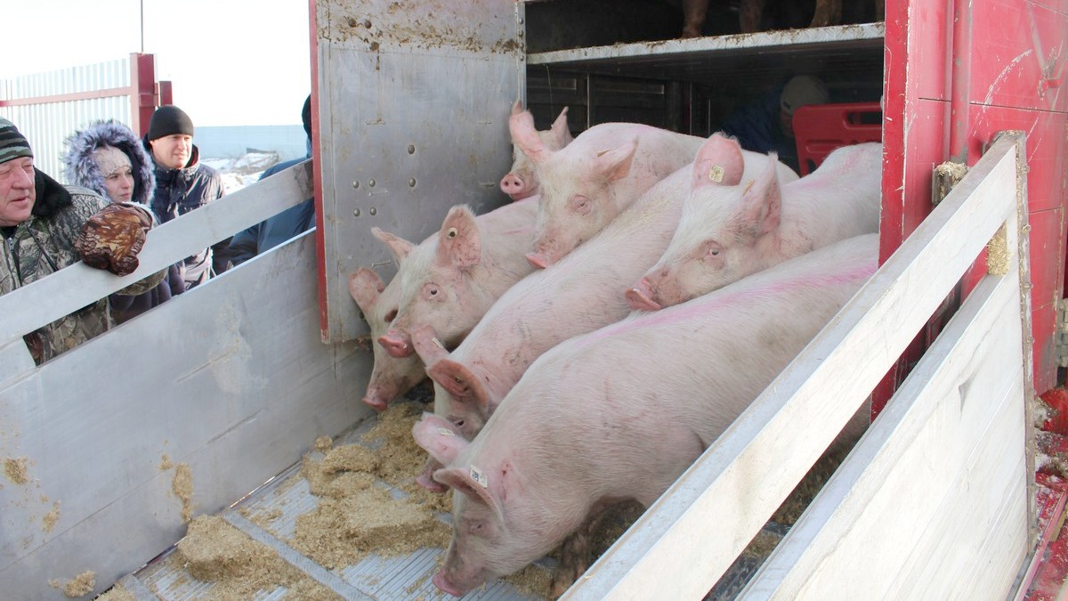 В Сараевский район транзитом через Чикаго прибыли элитные канадские свиньи
