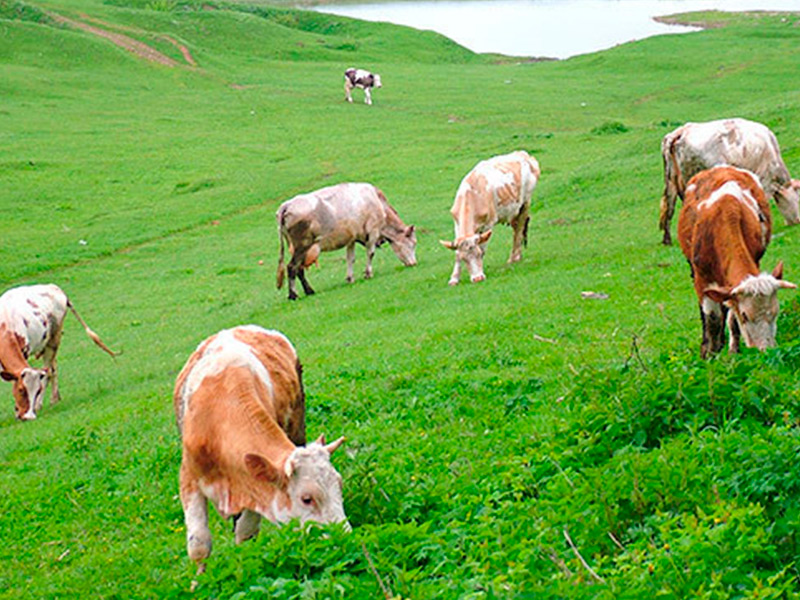Путин подписал закон о лизинге крупного рогатого скота мясных пород