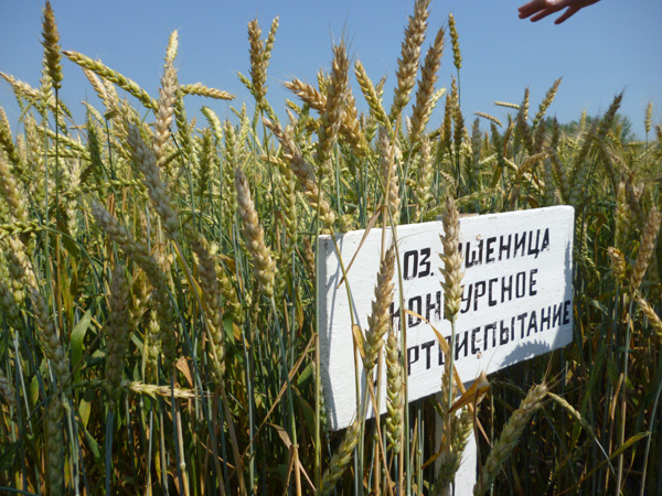 В рамках Дня поля специалисты аграрной отрасли познакомятся с селекционными достижениями Рязанского НИИСХ