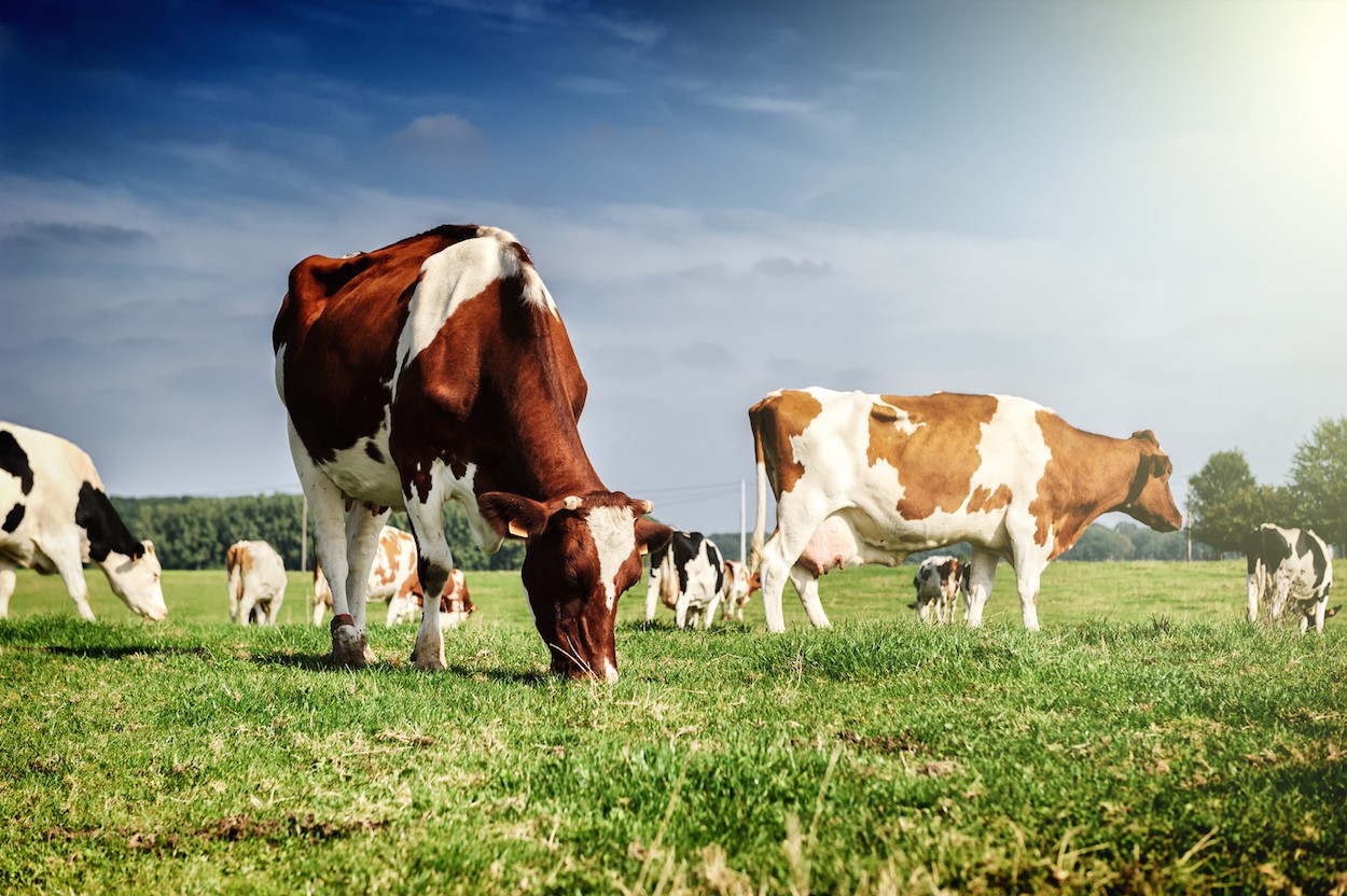 От лучшей коровы в Рязанской области в 2016 году надоили 13983 килограмма молока