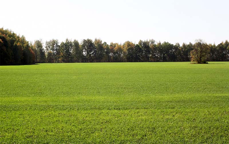 В Рязанской области завершен сев озимых зерновых культур