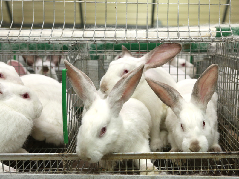 Основным производителем мяса кроликов в Рязанской области является ИП КФХ «Беркеево» Касимовского района