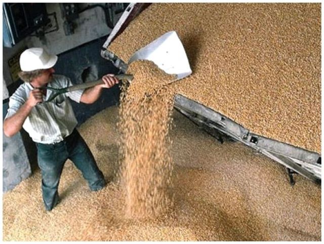 Рязанские аграрии намолотили полмиллиона тонн зерна