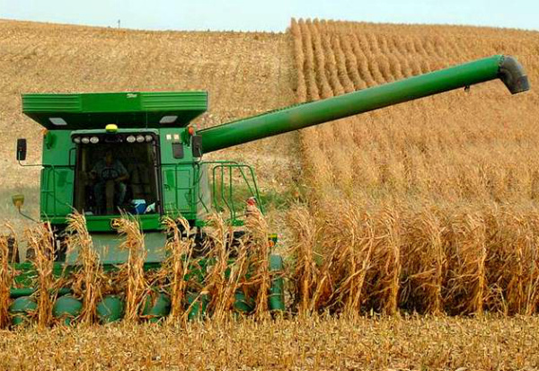 В Рязанской области продолжается уборка кукурузы на зерно