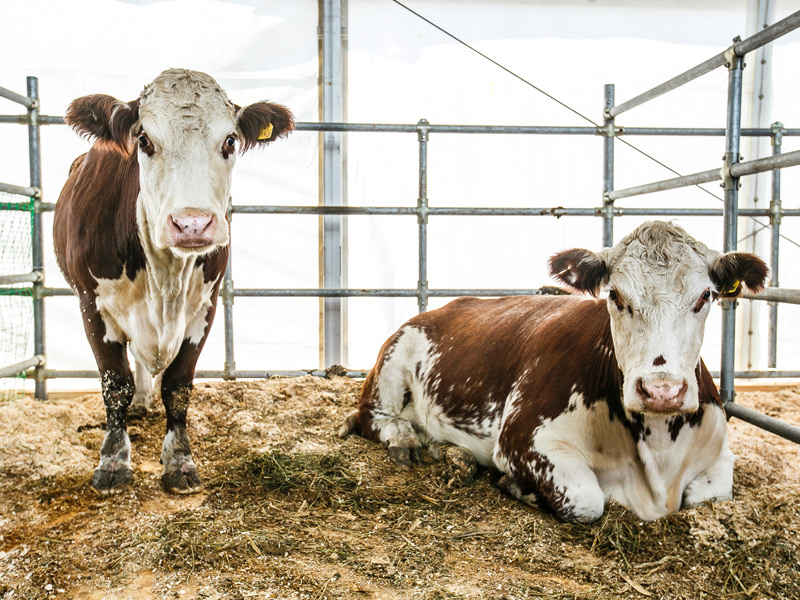 Основной объем инвестиций в сельском хозяйстве Рязанской области приходится на молочное животноводство и свиноводство