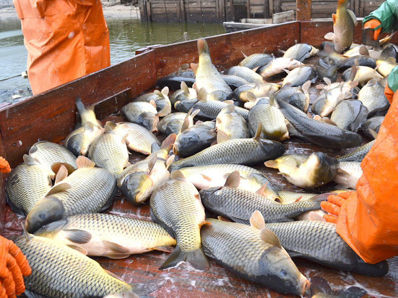 Сараевские рыбоводы вырастили рекордный «урожай»