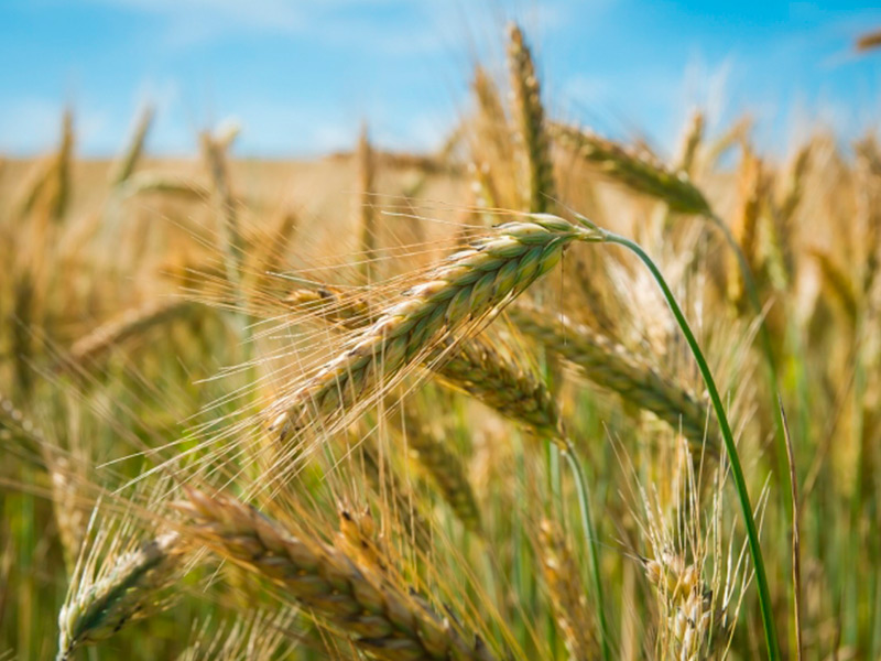 В сезоне-2017/18 Россия станет уверенным лидером мирового экспорта пшеницы