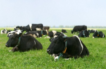 Перевод коров на пастбища обсудили на видеоконференции