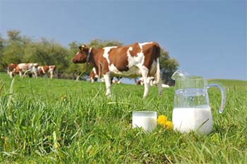 Увеличены ставки субсидий на молоко