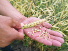 Потребности компании «АПК-Рязань» в семенах обеспечивает собственная семеноводческая база в Ряжском районе
