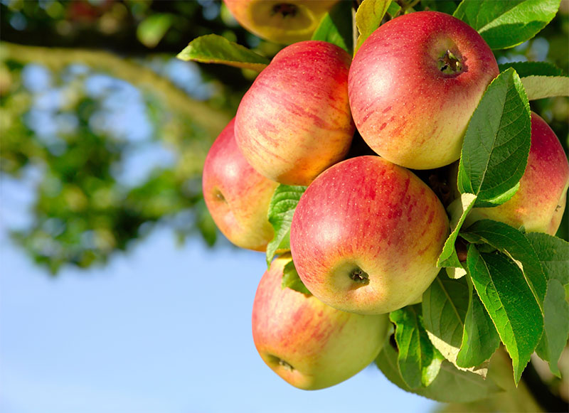 В Рязанской области завершен сбор яблок
