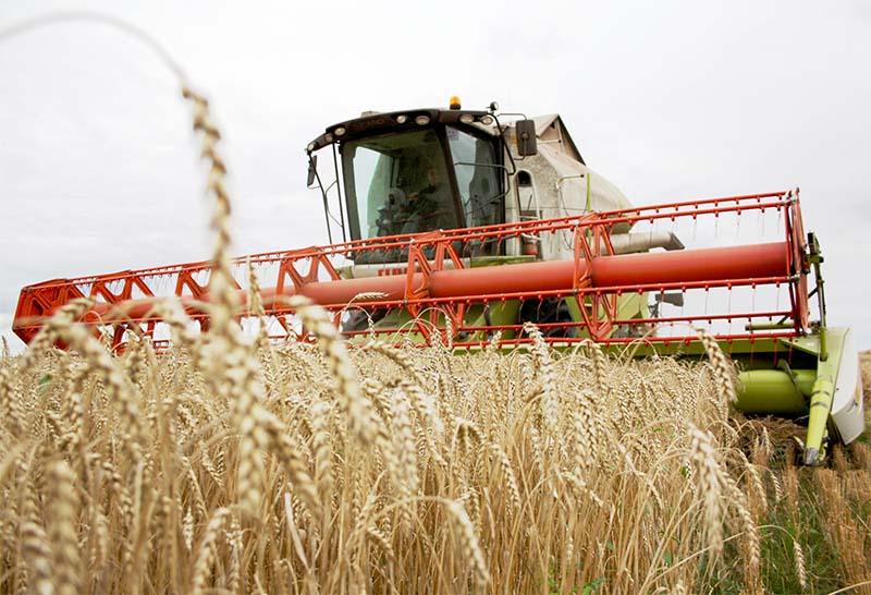 На текущую дату рязанские аграрии намолотили зерна на 240 тысяч тонн больше прошлогоднего уровня