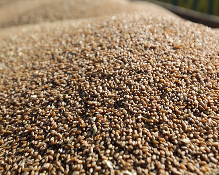 Выручка аграриев от продажи зерна выросла на 25%