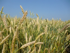 Аграрии Рязанской области намолотили 205 тысяч тонн зерна