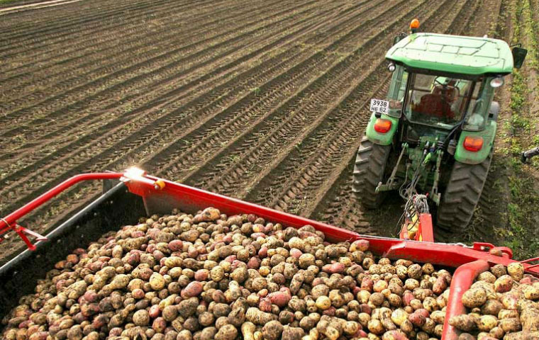 Аграрии Рязанской области продолжают уборку картофеля и овощей