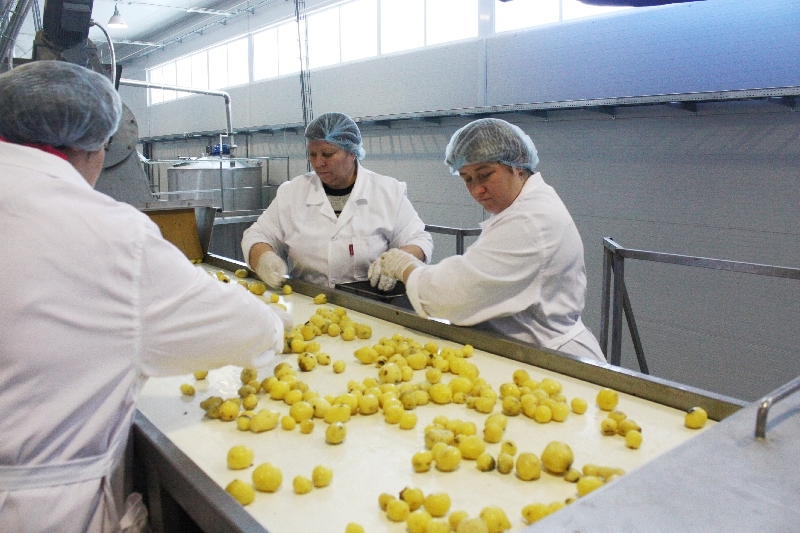 Пищевой комбинат «Милославский» приступил к переработке  картофеля нового урожая