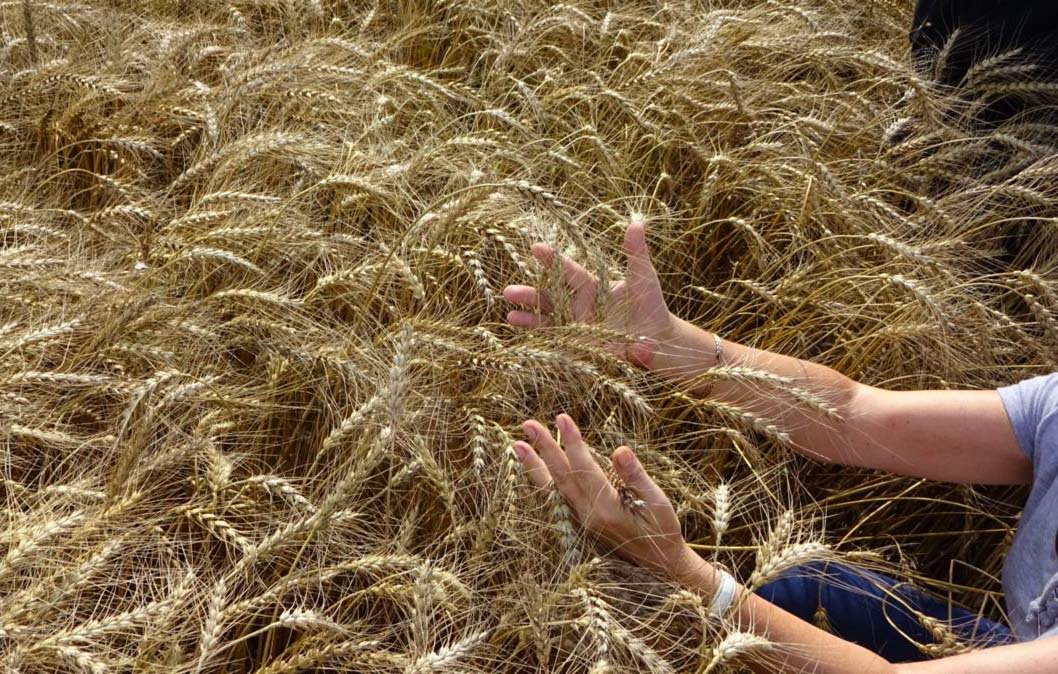 Итоги апробации семян в Рязанской области: сортовая чистота всех посевов  соответствует ГОСТ