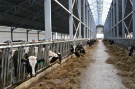 Пителинские животноводы – лидеры по среднесуточным надоям молока в регионе