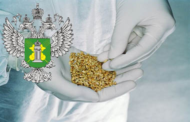 Россельхознадзор напоминает о необходимости соблюдения требований Технического регламента Таможенного союза «О безопасности зерна»
