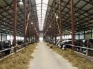 По производству молока в сельхозорганизациях Рязанская область занимает 4 место в ЦФО и 16 место в России