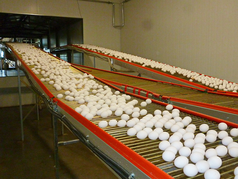 Сельхозпредприятия Рязанской области увеличили производство яйца на 15,4%