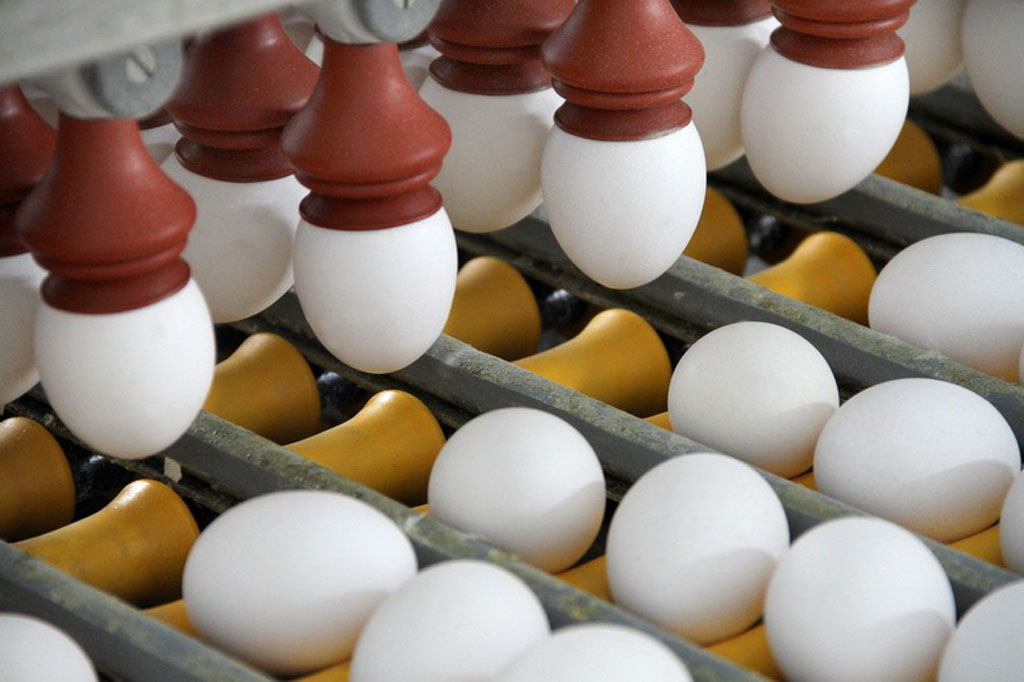 В Рязанской области впервые в истории произведён миллиард куриных яиц