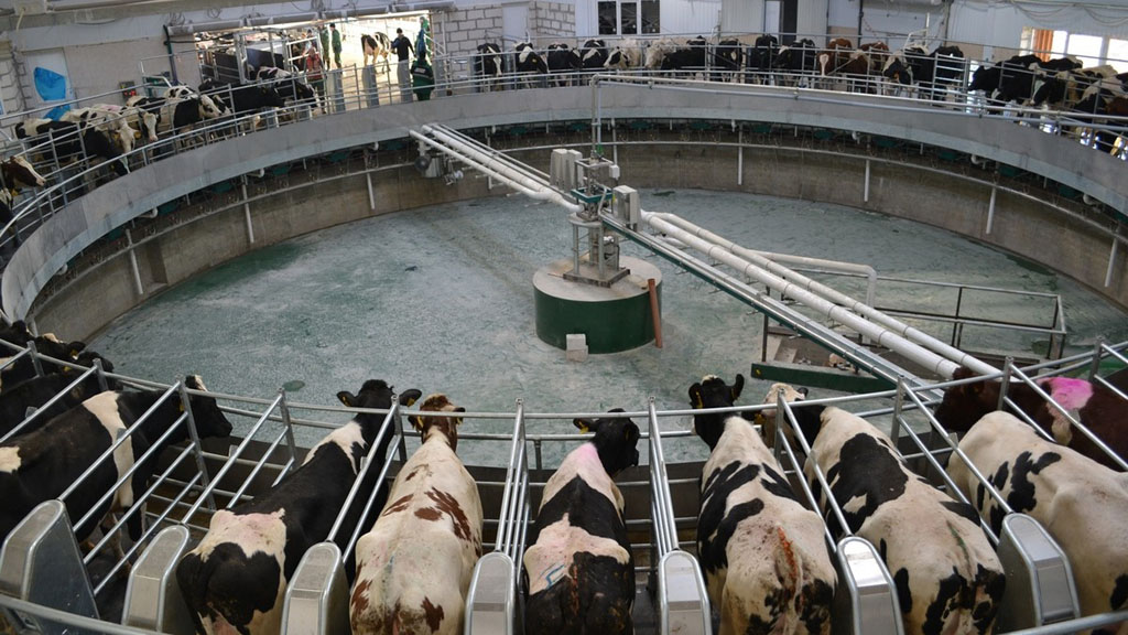 В Пителинском районе коров начали доить на «карусели»