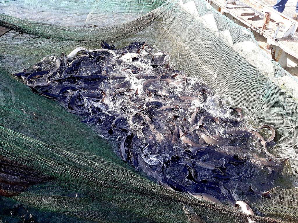 В Новомичуринском рыбхозе выращивают 130 тонн форели и осетра в год
