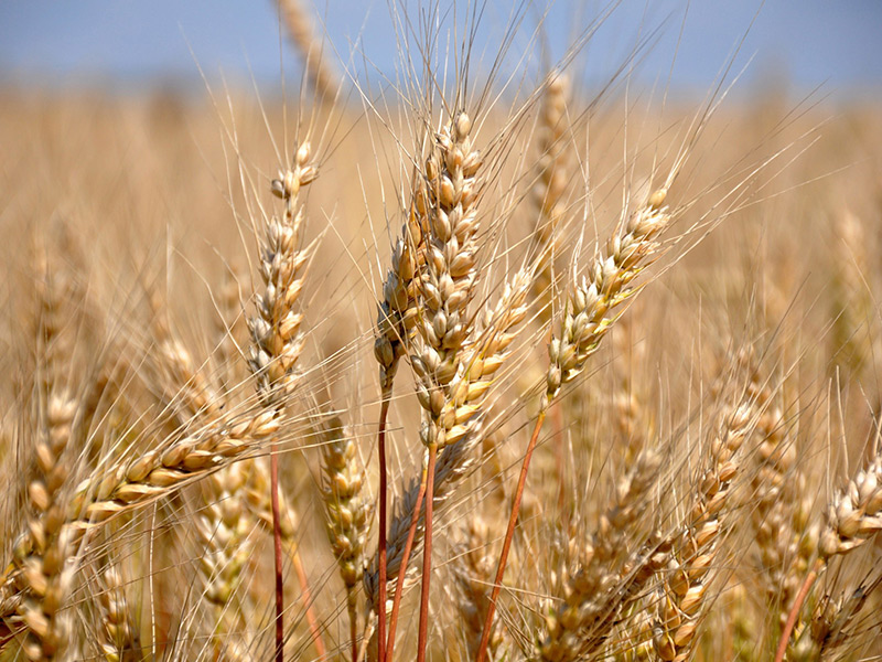 Валовый сбор зерна в Рязанской области превысил рекордный результат 1987 года