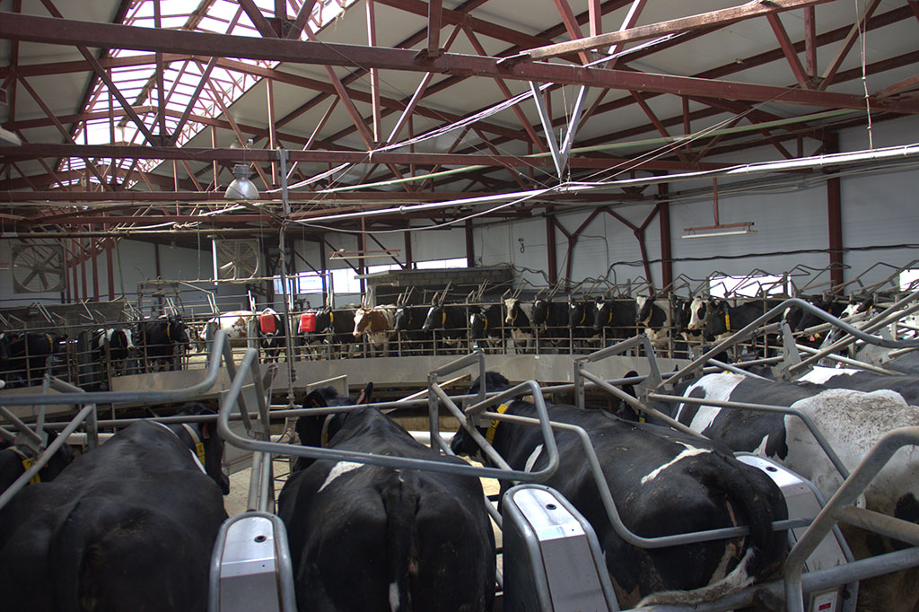 Рязанская область вошла в Топ-30 регионов-лидеров в производстве молока в сельхозпредприятиях в январе-феврале 2018 года