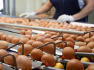 В Рязанской области производство куриных яиц выросло на 3,4 %