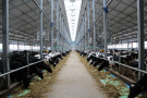 В Рязанской области производство молока выросло более чем на 17%