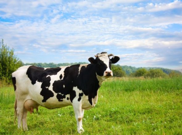Сколько молока дают рязанские коровы?