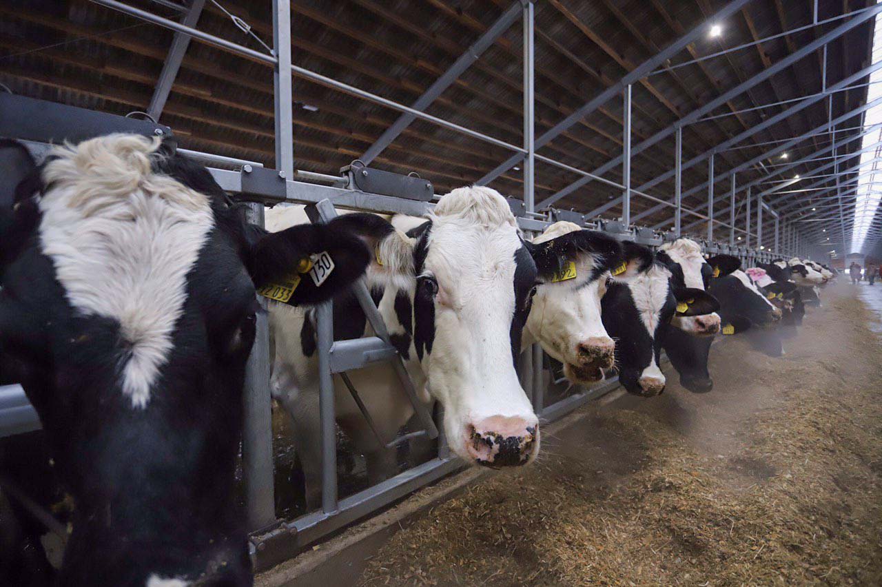В Рязанской области производство молока выросло более чем на 20%