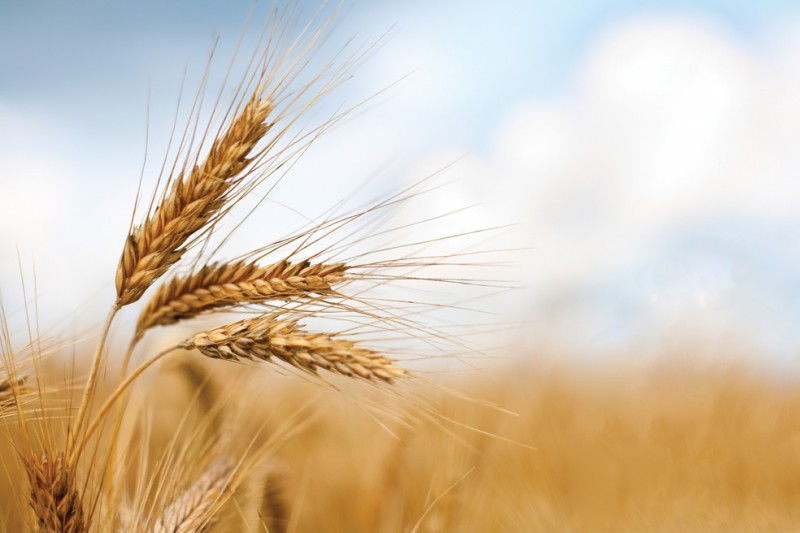 Российский зерновой рынок: единой ценовой динамики нет