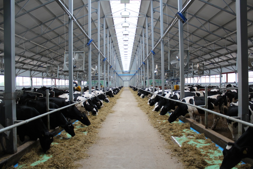 Молочное животноводство Рязанской области в 2021 году продолжает уверенный рост