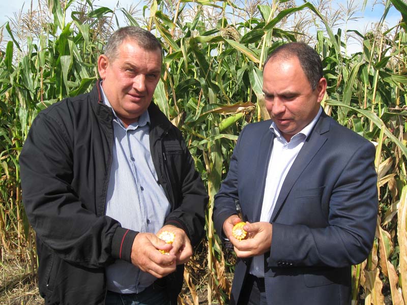 В Александро-Невском районе состоялся областной День поля кукурузы и подсолнечника