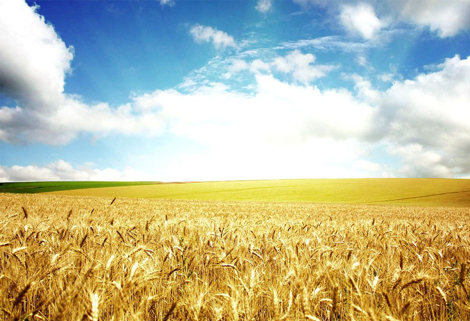 Рязанская область: о производстве, хранении и переработке зерновых культур урожая 2016 года
