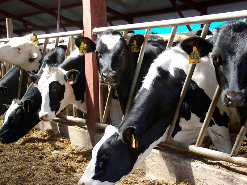 Суточное производство молока в сельхозпредприятиях Рязанской области достигло отметки в 1000 тонн