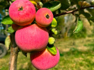 Рязанские аграрии завершают сбор яблок