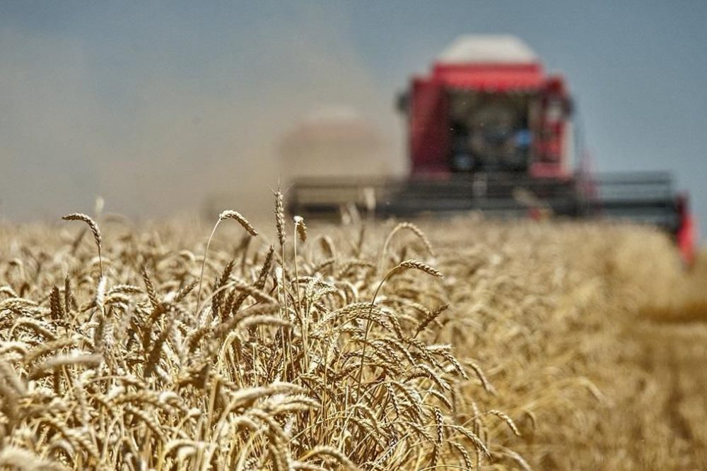 В Шацком районе намолочено свыше 100 тысяч тонн зерна