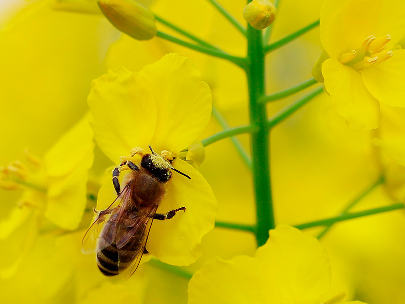 Предотвратить гибель пчёл возможно только с помощью конструктивного взаимодействия растениеводов и пчеловодов