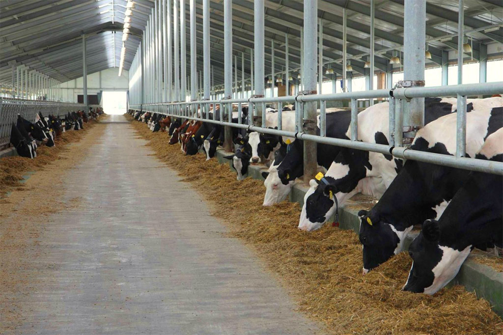 Рязанские животноводы увеличили производство молока на 6%
